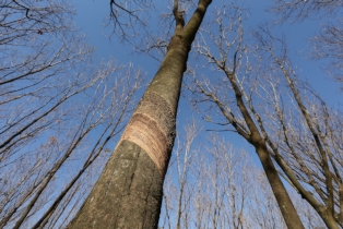 Höhe eines Baums